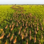 South Sudan Awaits UNESCO Vote on Boma Antelope Migration