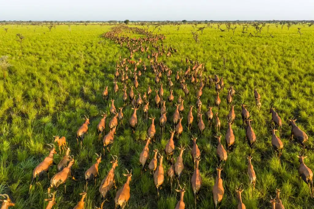 South Sudan Awaits UNESCO Vote on Boma Antelope Migration