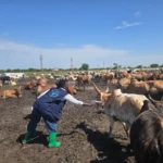 Unity State Launches Mass Cattle Vaccination Drive