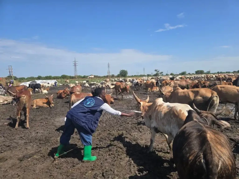 Unity State Launches Mass Cattle Vaccination Drive