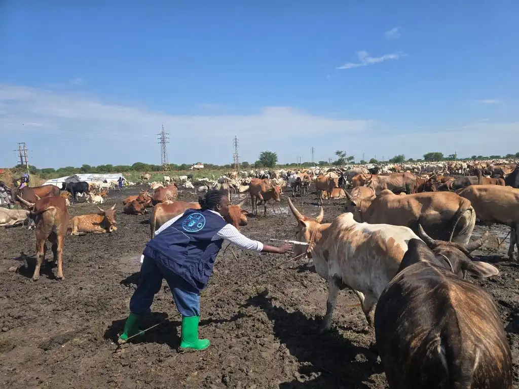 Unity State Launches Mass Cattle Vaccination Drive