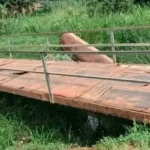 A temporary Bridge along the Kanjoro Stream. Photo credit- James Innocent