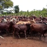 Ambororo Herders in Yei. Photo Credit: James Innocent