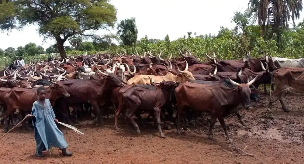 Ambororo Herders in Yei. Photo Credit: James Innocent