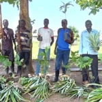 Donors Back Yei Farmers With Pineapple and Coffee Seedlings