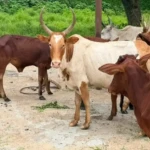 Upper Nile Cracks Down on Cattle Raiding