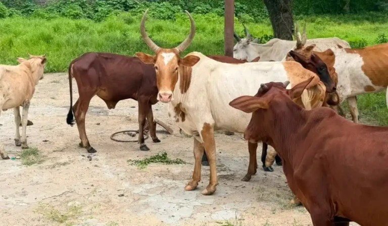 Upper Nile Cracks Down on Cattle Raiding