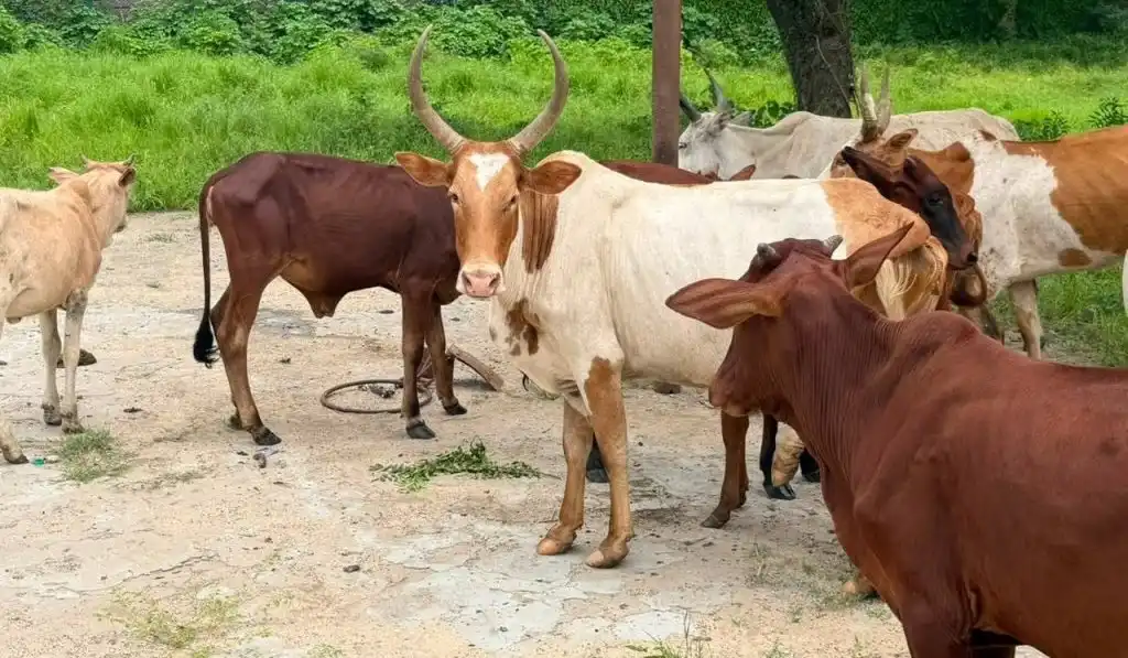 Upper Nile Cracks Down on Cattle Raiding
