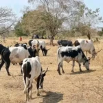 Cattle graze in a cattle camp in Central Equatoria State. (File Photo-Access Radio)