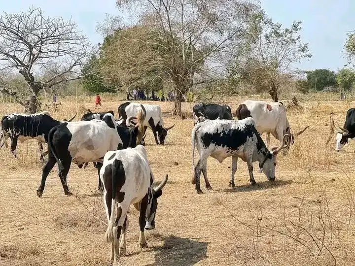 Cattle graze in a cattle camp in Central Equatoria State. (File Photo-Access Radio)