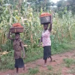 Young Women and a girl transports Bricks to re-build Angeibi Primary School-Photo Credit-Christopher Taharir