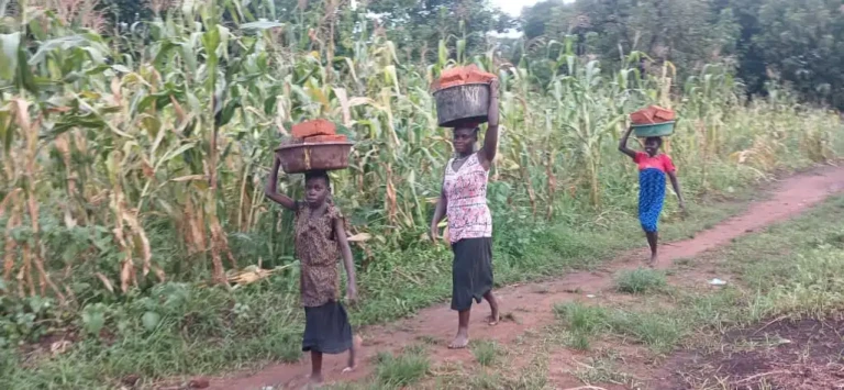 Young Women and a girl transports Bricks to re-build Angeibi Primary School-Photo Credit-Christopher Taharir