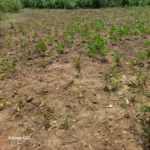 A Small farm planted with beans affected by draught in Yei County. Photo Credit-Hand out-Yei County Agriculture Department