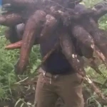 A Yei farmer displays Cassava harvest. Photo Credit-James Innocent