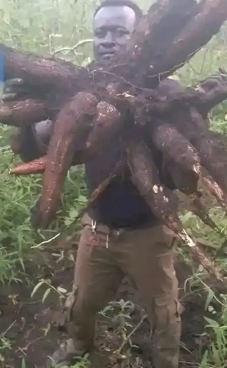 A Yei farmer displays Cassava harvest. Photo Credit-James Innocent