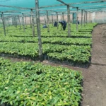 Cocoa Demonstration Farm in Yei River County. Photo Credit-Ministry of Cooperatives and Rural Development