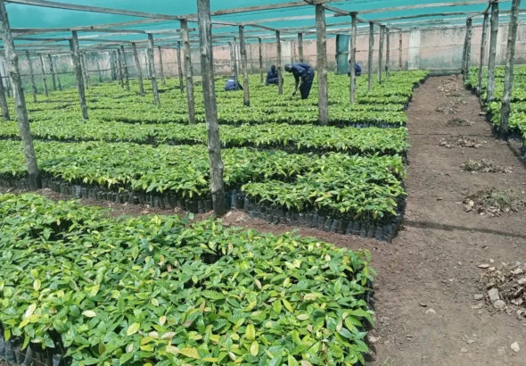 Cocoa Demonstration Farm in Yei River County. Photo Credit-Ministry of Cooperatives and Rural Development