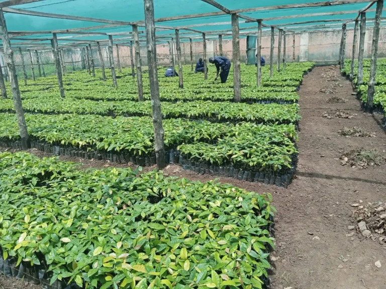 Cocoa Demonstration Farm in Yei River County. Photo Credit-Ministry of Cooperatives and Rural Development