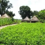 Farm in Yei