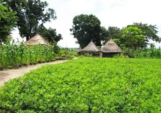 Farm in Yei