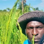 Farmer Peter Jamba in his Rice Farm. Photo Credit-Peter Jamba