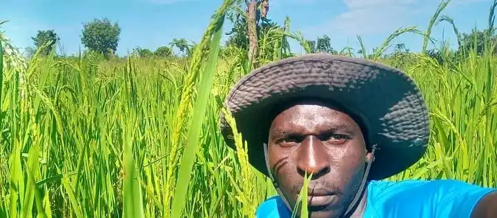 Farmer Peter Jamba in his Rice Farm. Photo Credit-Peter Jamba