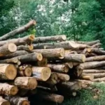 Teak Logs in Yei River County-Photo Credit-Access Radio