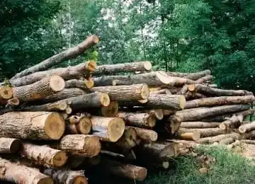Teak Logs in Yei River County-Photo Credit-Access Radio