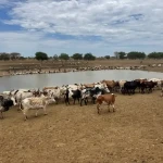 Conflict and Drought Drive Hunger Crisis Across South Sudan