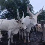 South Sudan Market Constraints Persist Despite Price Falls