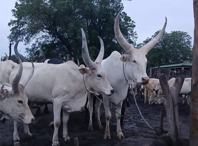 South Sudan Market Constraints Persist Despite Price Falls
