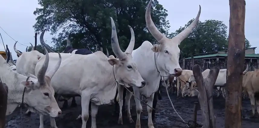 South Sudan Market Constraints Persist Despite Price Falls
