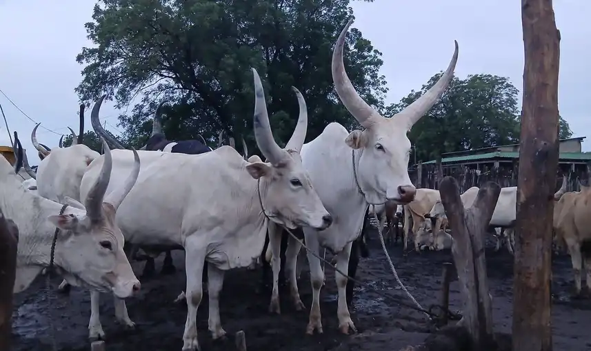 Food Prices Fall on First Harvest in South Sudan, Report Says