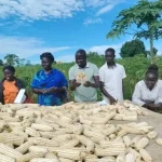 Maize grains ready for market. Photo Credit-Asiki Isaac