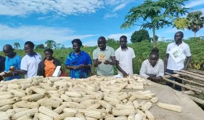 Maize grains ready for market. Photo Credit-Asiki Isaac