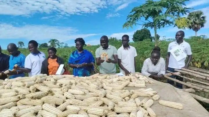 Maize grains ready for market. Photo Credit-Asiki Isaac